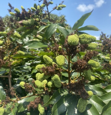 4月3号果地实拍海南万宁a园特早水妃子笑