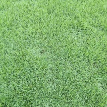 草皮、各类草皮基地直销、承接铺草皮、养护业务。