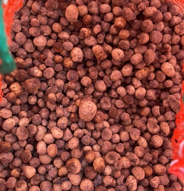 [旱半夏种子批发]出售半夏种子2万斤13722216795价格6.