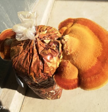 故道桑黄无棣县老桑树桑黄菌包