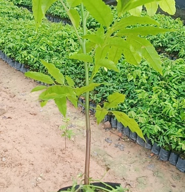 仁面子苗丶人面种苗银莲树苗丶仁面绿化工程树种