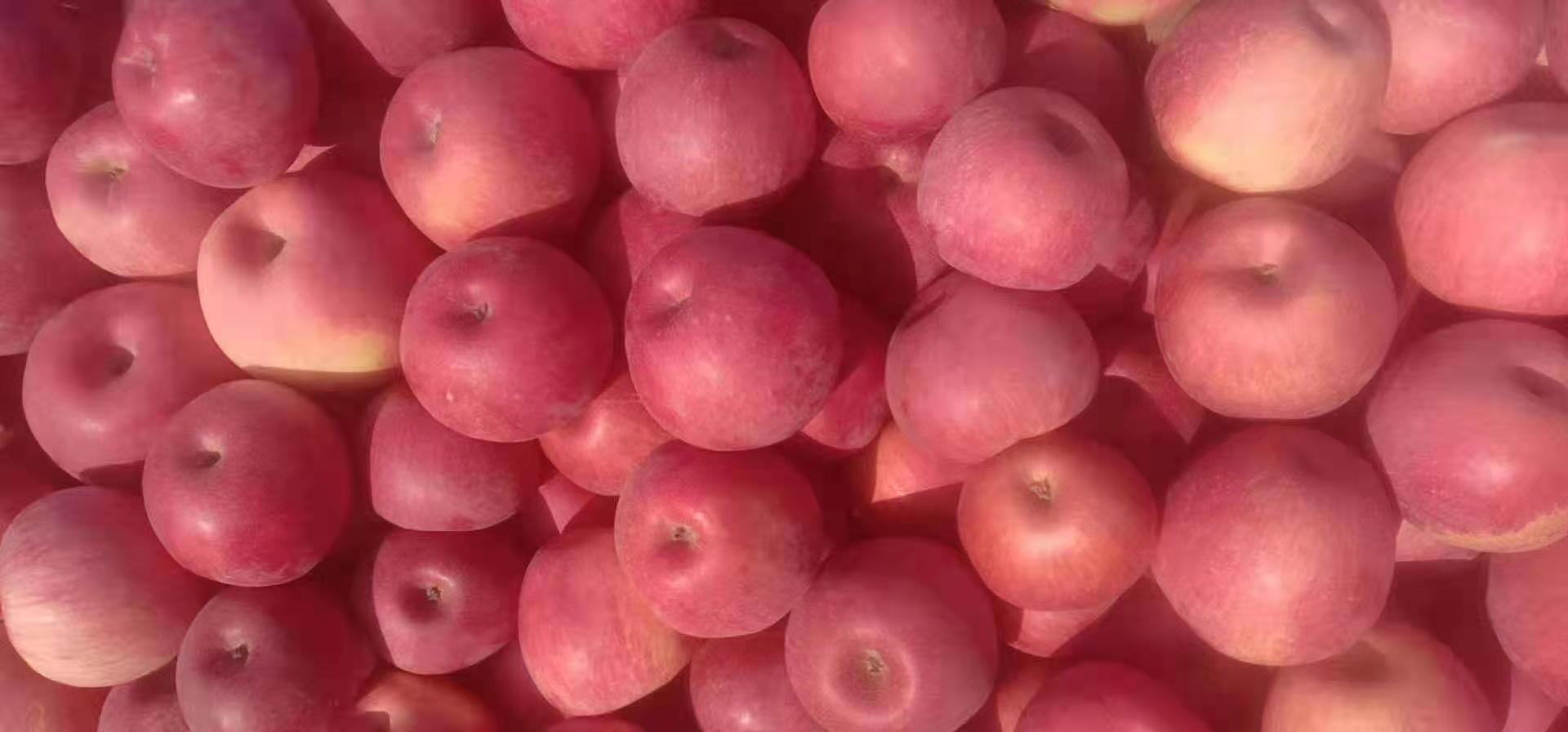 红元帅苹果果实特写,展示其红色果皮与饱满果形 红元帅苹果特写