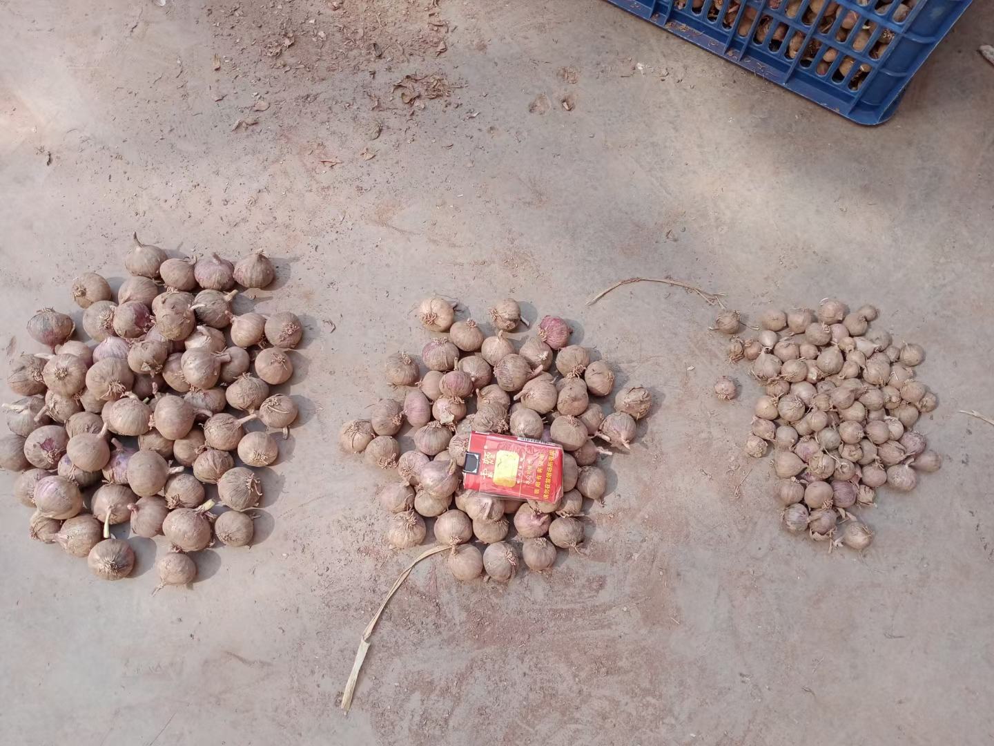 工人在加工车间对采收后的独头蒜进行手工分级,桌面摆放不同规格的筛网工具,蒜头表面干净无泥,背景有冷藏库标识,体现标准化产后处理流程 独头蒜采后分级处理现场