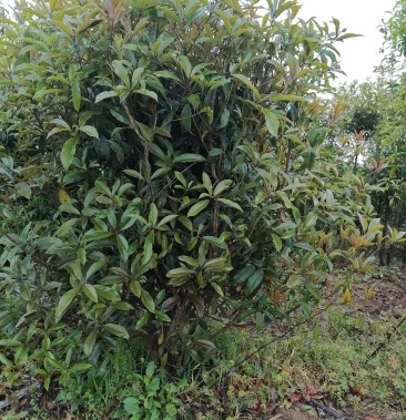 小叶金桂,丛生小叶金桂苗圃常年大量销售.