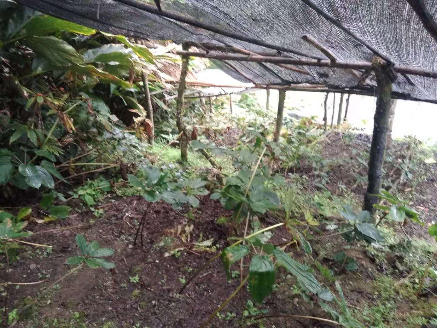 蚕豆遮阳网覆盖种植场景