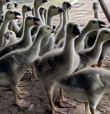 狮头鹅苗狮头鹅活苗家养大种鹅苗家养鹅活苗鹅苗