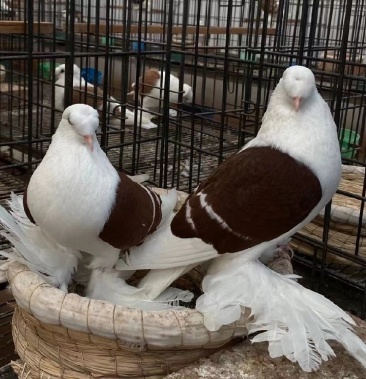 新疆彩背鸽子出售出售红光头彩背鸽前顶彩背鸽出售