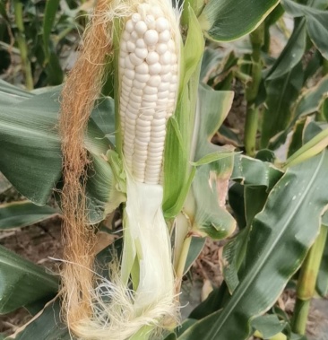 [玉米批发]香田糯玉米超极白糯王新品种价格1.60元/斤 - 一亩田