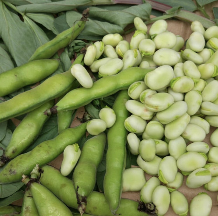 一张展示新鲜蚕豆及其主要营养成分的示意图,包括蛋白质、膳食纤维、维生素B1、叶酸、铁和钾的含量标注,背景为田园风格的蚕豆植株与豆荚 蚕豆营养成分结构图