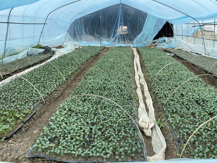 技术人员正在对小黄瓜植株进行灌根处理