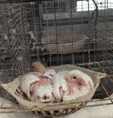 米玛斯双肌肉鸽体形大,抗病能力强,好饲养,欢迎大家关注我