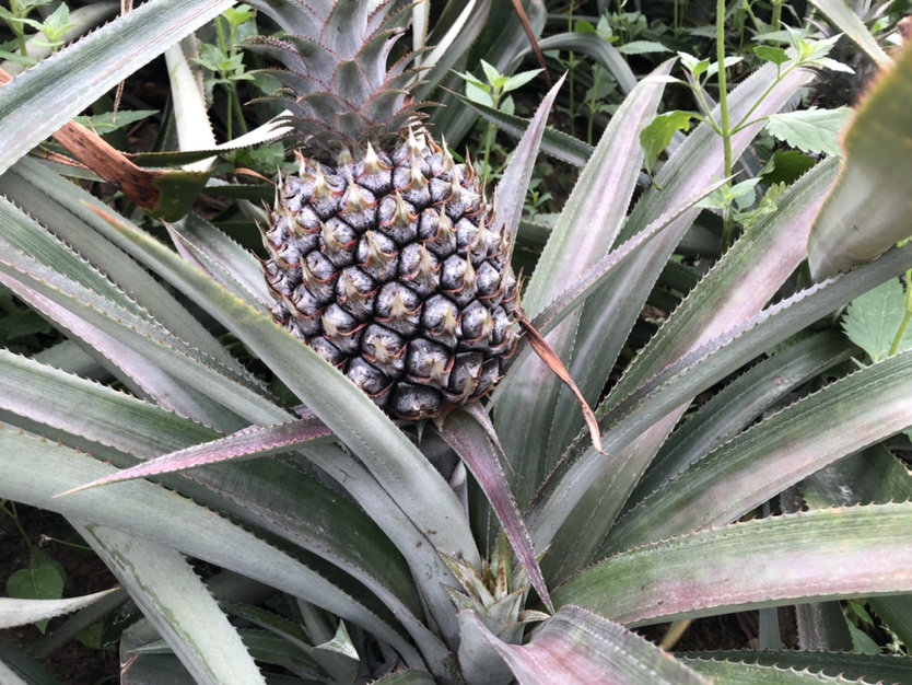 菠萝与其他水果对比图