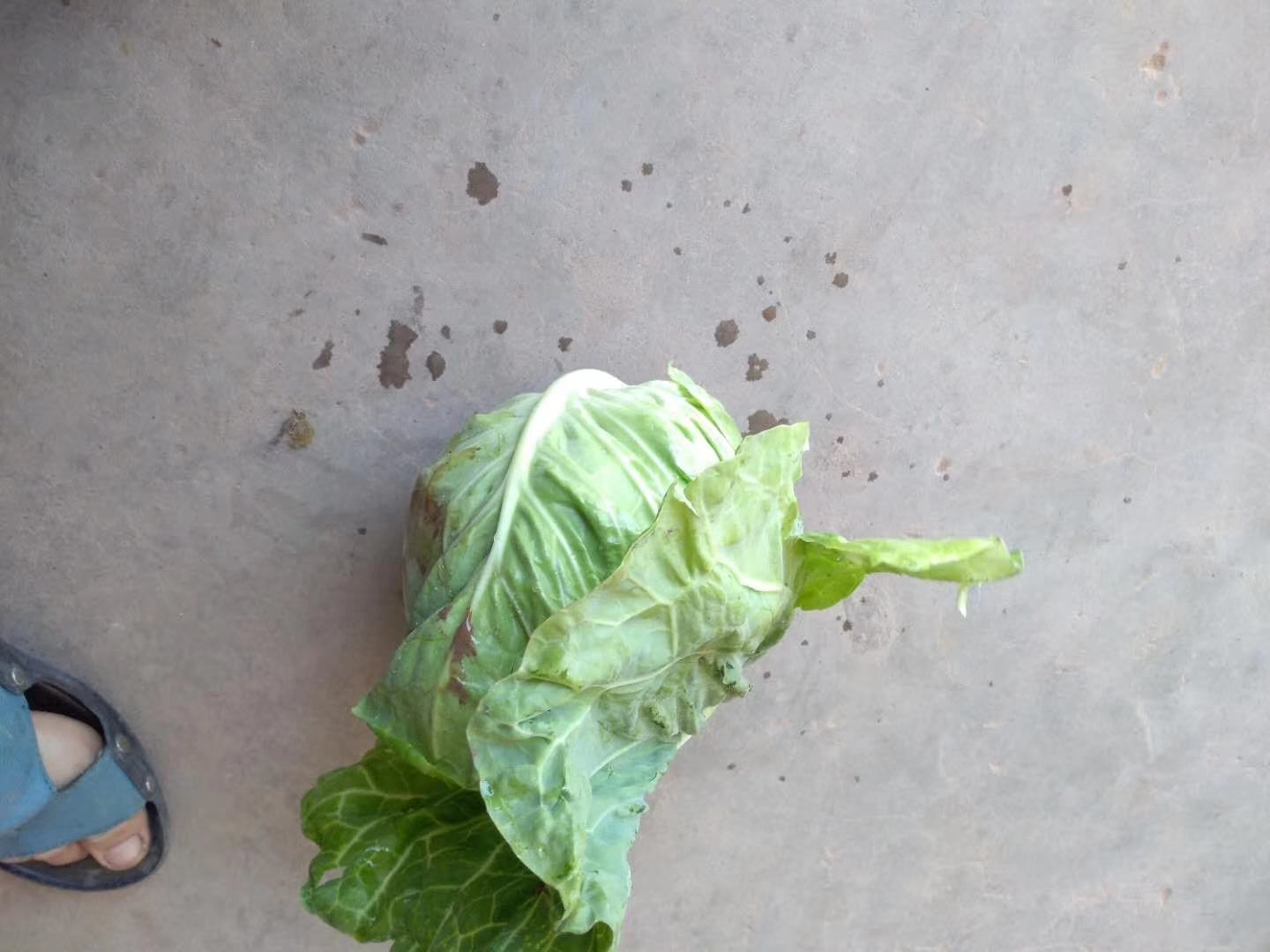 牛心菜与其他甘蓝类蔬菜对比图