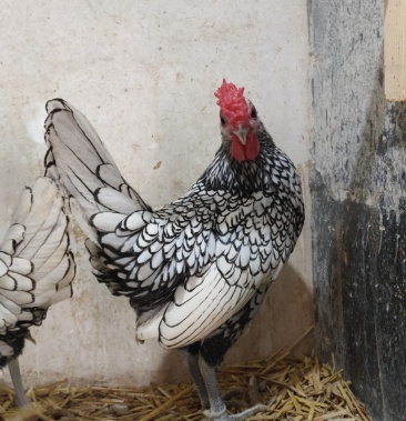 波兰鸡鸡苗婆罗门鸡元宝鸡观赏鸡鸡苗种蛋大量出售价格不高