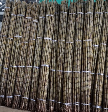 [甘蔗批发]超靓冰糖蔗(台湾白蔗)自产自销现货供应 预购从速价格0.