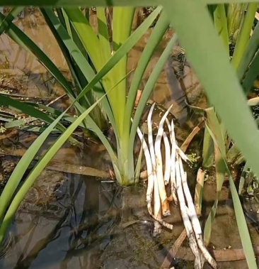 象牙菜苗草牙苗到货包活云南文山自家栽种的苗