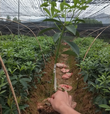 罗马品种大红八角嫁接苗