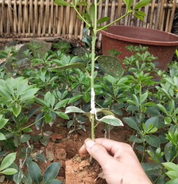 木王品种大红八角嫁接苗