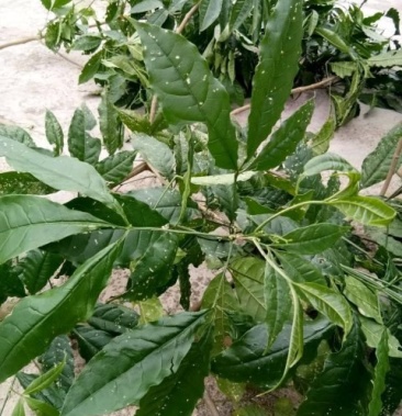 [三叉虎批发]三叉苦 鸡骨树 三叉虎价格1.50元/斤 - 一亩田