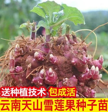 云南天山雪莲果种子雪莲果种.现挖现发.黄心