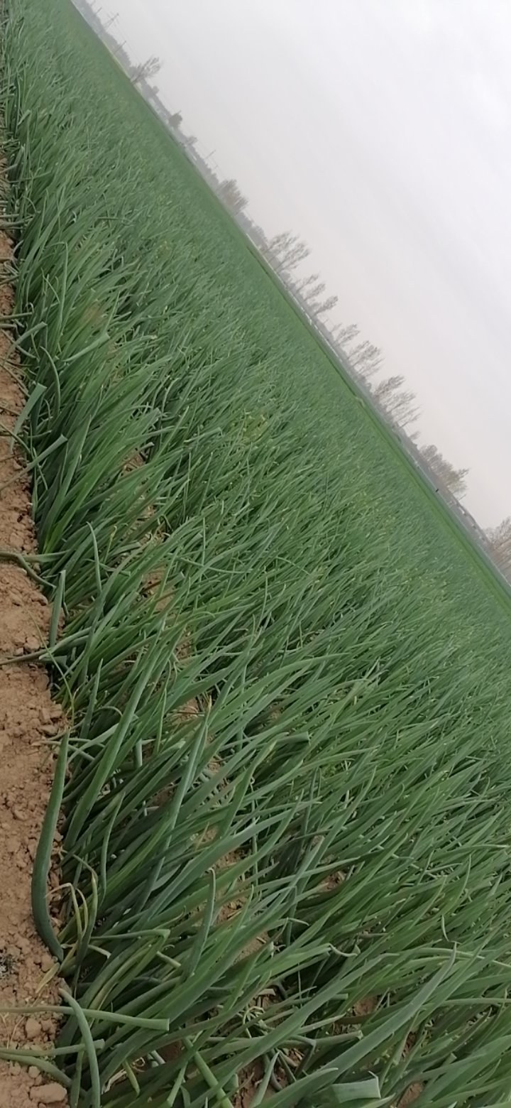 [长白大葱批发]河南省开封市开封县大葱基地价格2.20元/斤 - 一亩田