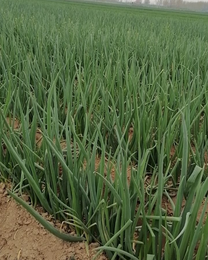 [长白大葱批发]河南省开封市开封县大葱基地价格2.20元/斤 - 一亩田