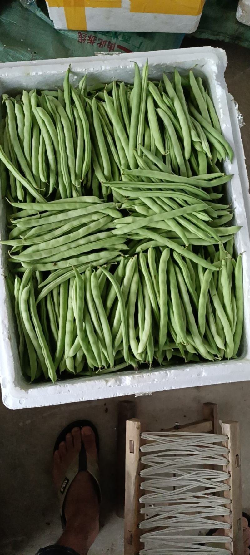 [无筋豆批发]广西南宁横州市四季豆 1.