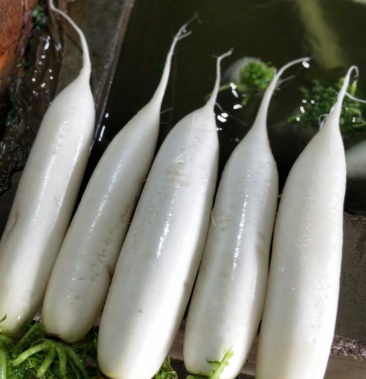 越冬白萝卜水萝卜上市【色亮干净形直】地头批发价供货