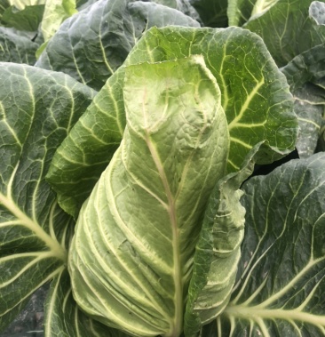 鸡心莲白,大量上市,无金边,虫害,个头均匀