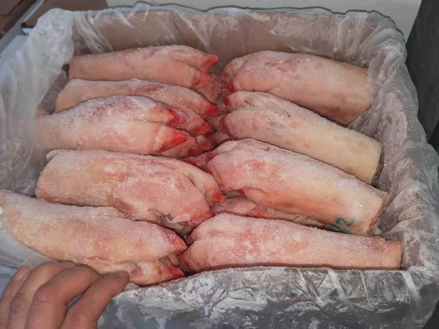 专业食材对比图:左为当季鲜采带荚蚕豆(江苏南通产,4–5月上市),豆荚长10–12cm、青绿色带浅褐斑、表面密布细绒毛,透过荚壳可见3–4粒鼓胀蚕豆;右为优质生猪前蹄(来自通过无抗养殖认证的黑猪品种),蹄部完整、表皮淡黄色、有弹性、无淤血,关节处骨骼轮廓清晰,蹄甲洁净完整,体现农产源头品质 食材原料对比图:左侧透明玻璃碗盛放新鲜带荚蚕豆(青绿饱满、豆荚微绒、可见豆粒轮廓),右侧不锈钢盘放置洗净猪前蹄(表皮淡黄、附少量短毛、关节清晰、蹄甲完整)