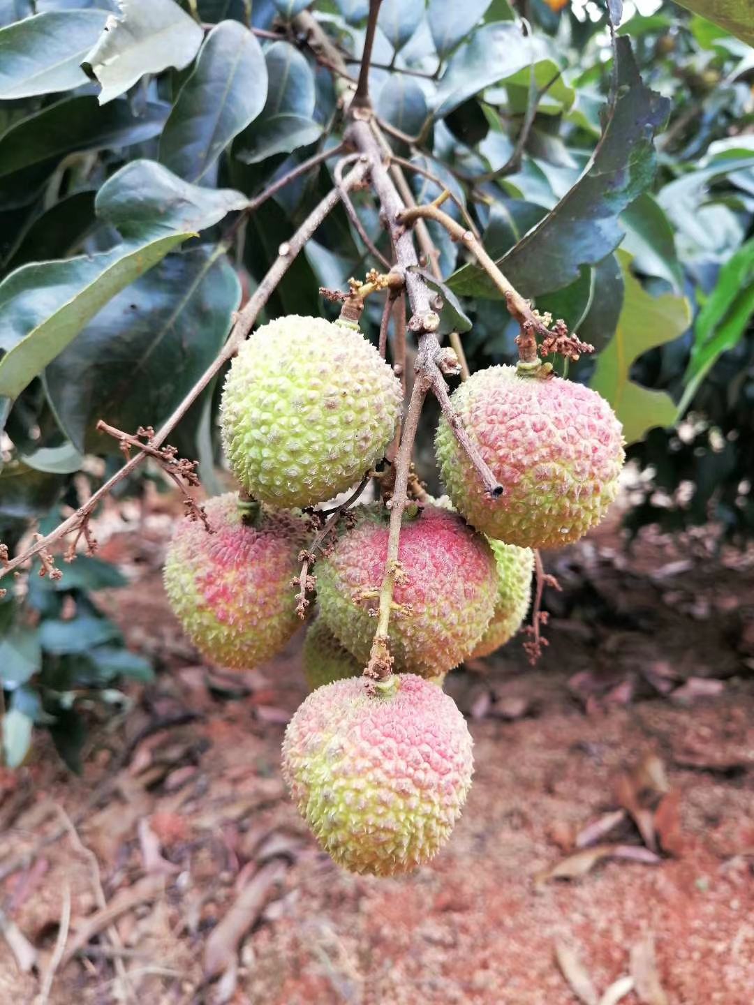 [荔枝批发]广西浦北县大成镇的荔枝价格5.00元/斤 - 一亩田