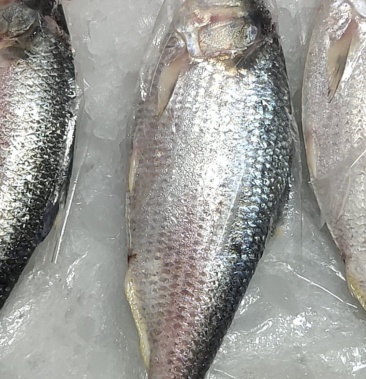 [鲥鱼批发]缅甸冰鲜鲥鱼价格70.00元/斤 - 一亩田