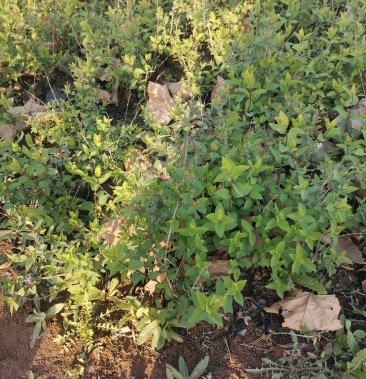 红花忍冬大量现货自己基地种植
