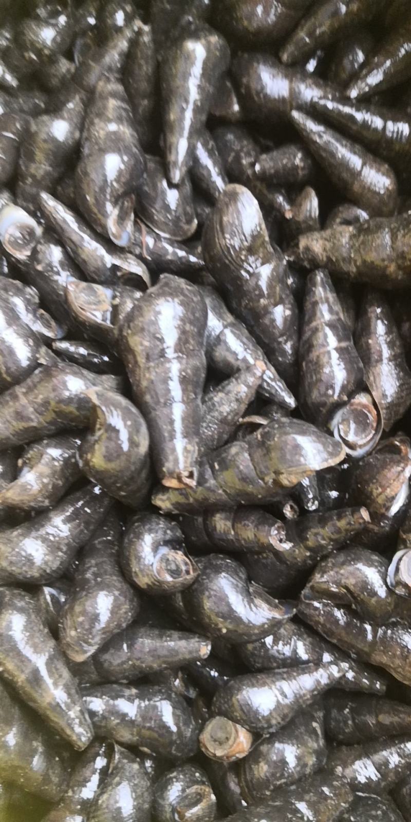 广西玉林本地山坑螺,溪螺