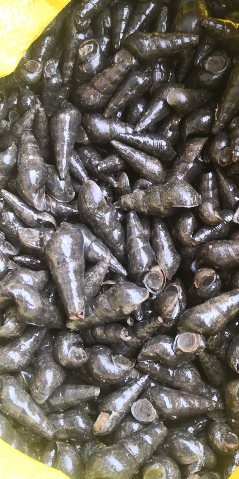 广西玉林本地山坑螺,溪螺