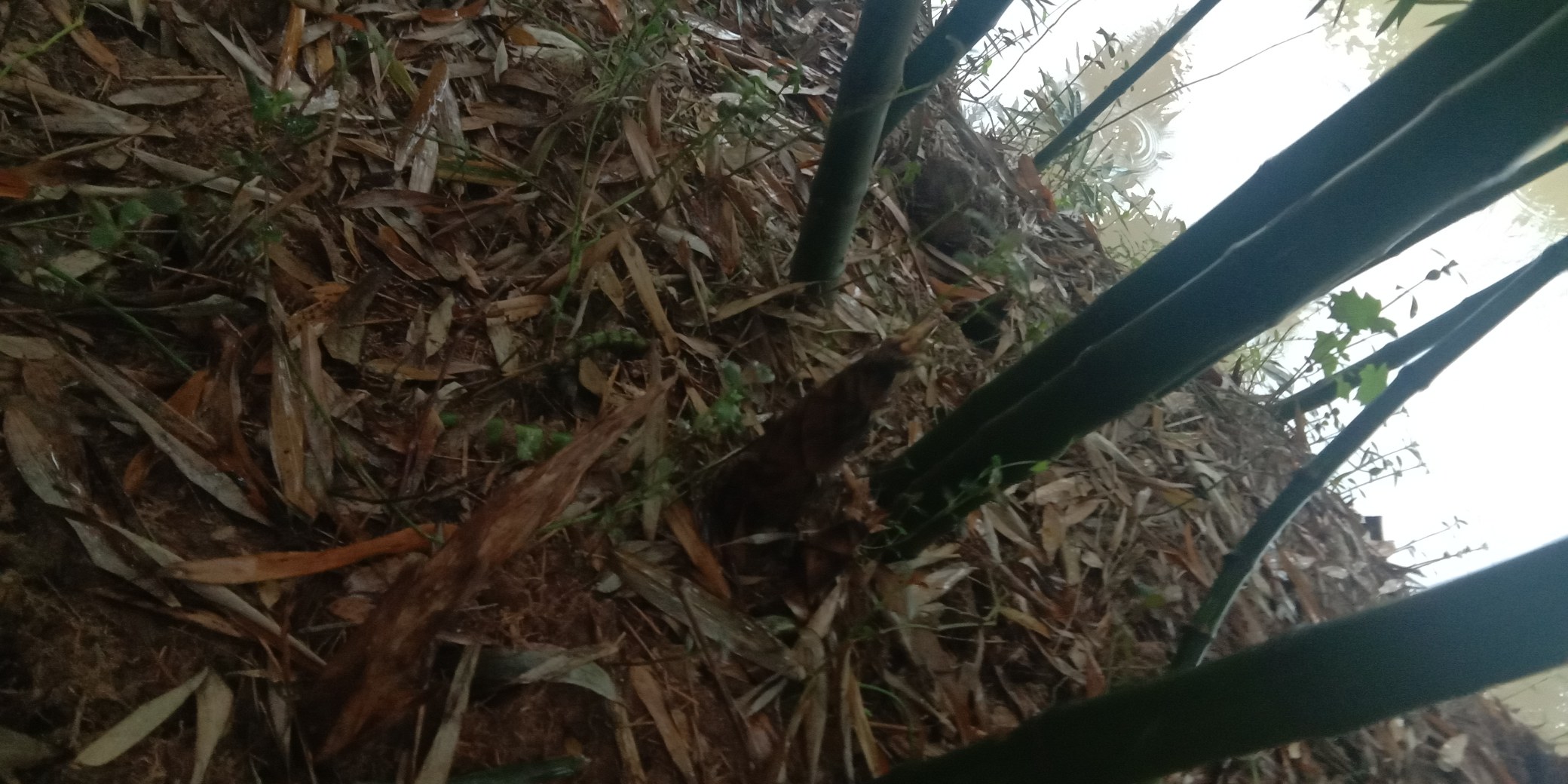竹荪自然生长在竹林中的场景