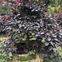 漂亮红继木苗低价处理