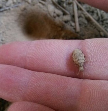 新疆正宗纯野生蚁狮活体与风干均有欢迎咨询