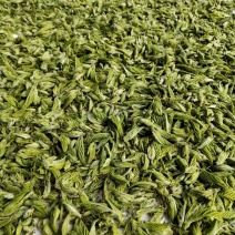 桑芽茶，桑芽新品芽茶