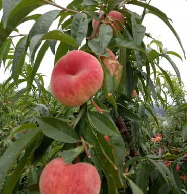 [蟠桃批发]陕西省洋县巨蟠红毛桃价格10.00元/斤 - 一亩田