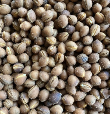 马哈利樱桃种子耐寒性强马哈利沙自家沙藏樱桃种子