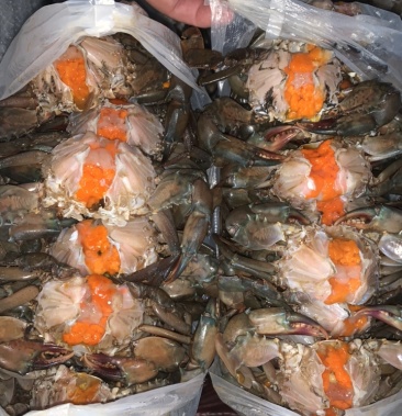 冰冻红膏蟹 缅甸蟹 肉蟹煲 蟹粥