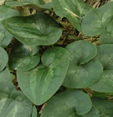 中药材型马蹄香马蹄莲种苗药材与漂亮的外型 之奇特的香味