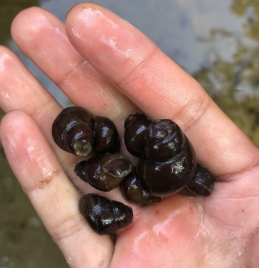 养殖用山坑螺可以拿来喂养东西