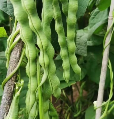 大青豆,棒豆,线辣椒,无筋豆,小小瓜