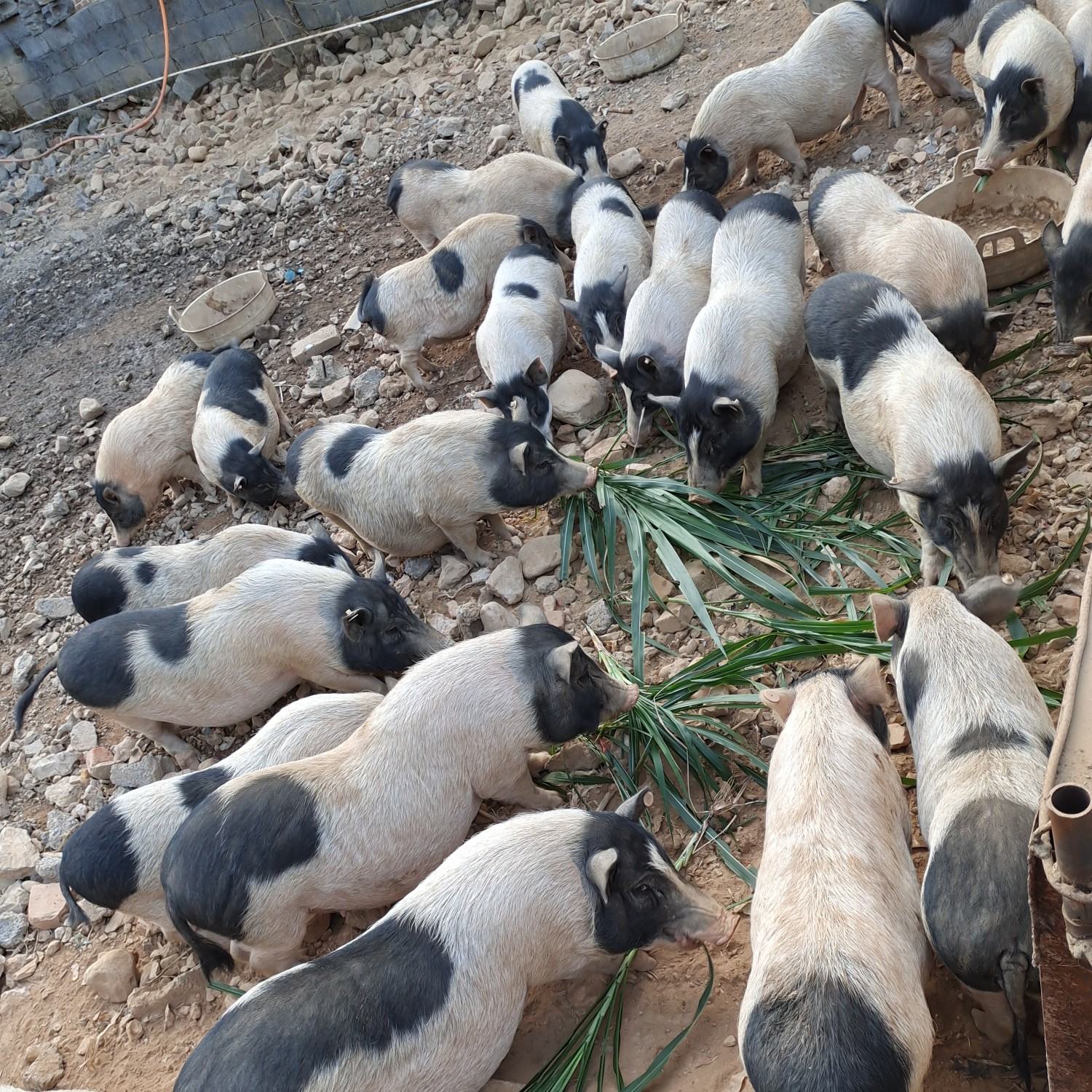 巴马香猪大量有货仔猪种猪肉猪