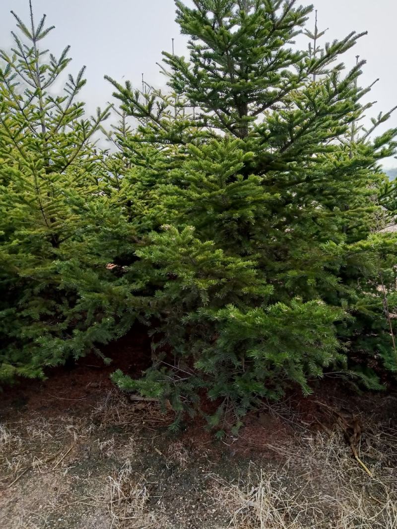 [松树批发]辽宁大连庄河市松树 40.00元/棵绿化冷杉树大量有 _ 一亩田