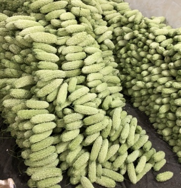 白玉珍珠苦瓜大量上市欢迎老板来采购
