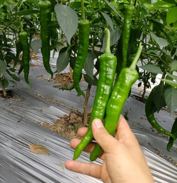 精品湘研55号大量上市中