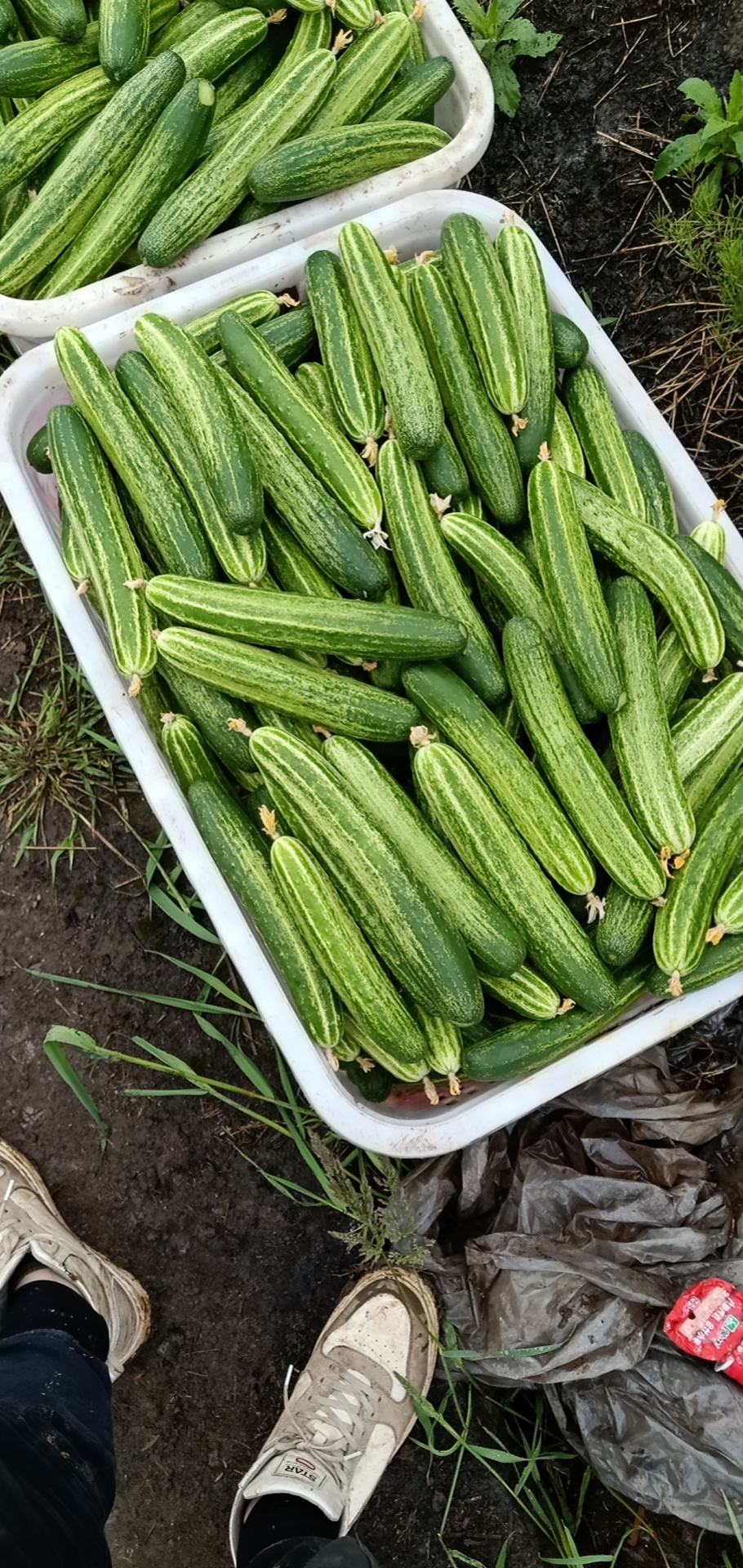 四川精品小黄瓜基地直发